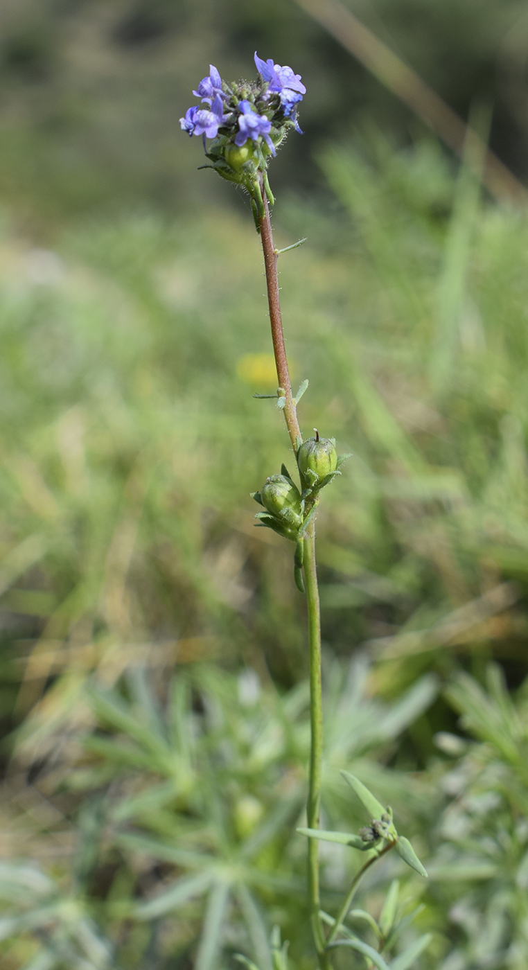 Изображение особи Linaria arvensis.