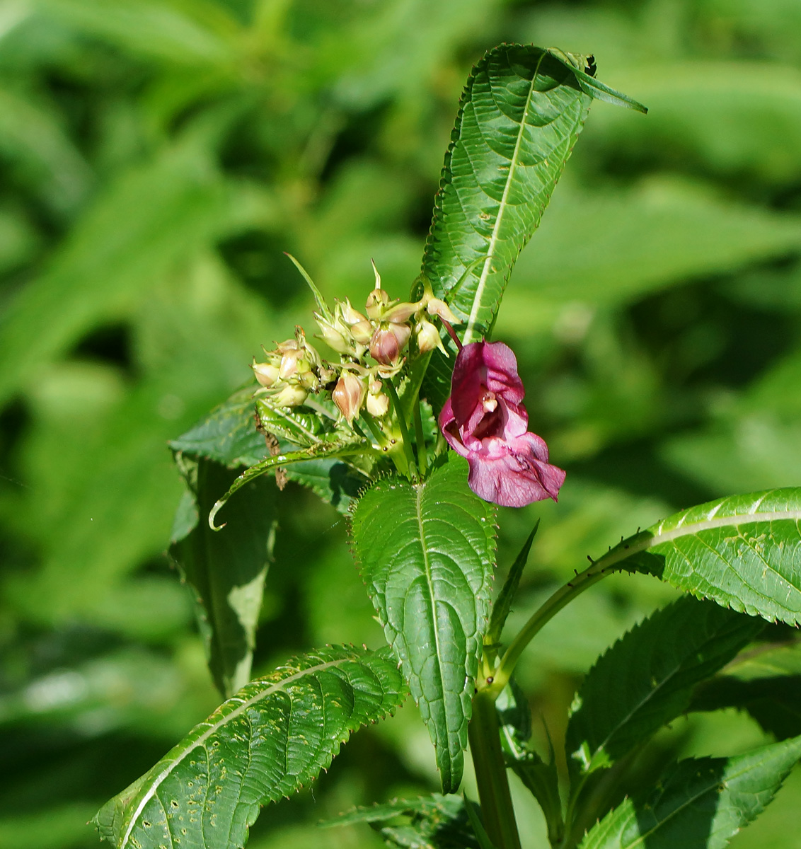 Image of Impatiens glandulifera specimen.