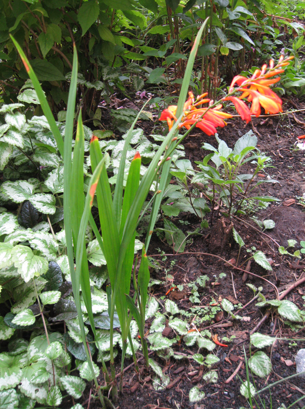 Image of Crocosmia &times; crocosmiiflora specimen.
