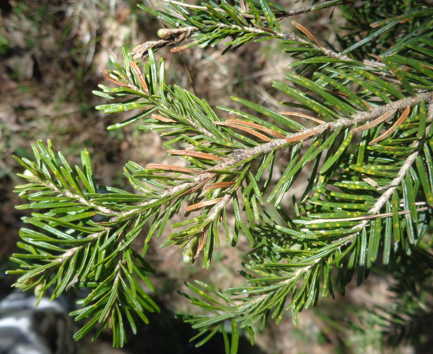 Image of Abies sibirica specimen.