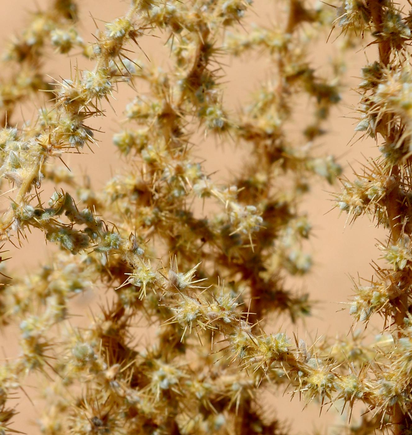 Image of Bassia muricata specimen.