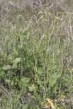 familia Brassicaceae. Группа цветущих растений. Крым, Бахчисарайский р-н, окр. с. Дачное, фруктовый сад. 14.04.2020.