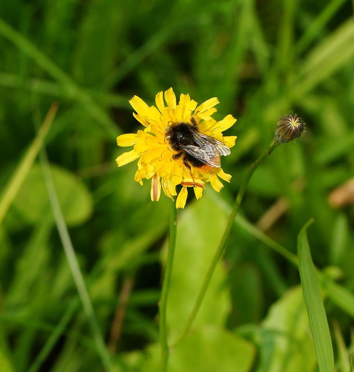 Image of Scorzoneroides autumnalis specimen.