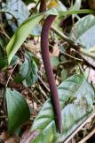 Anthurium camposii