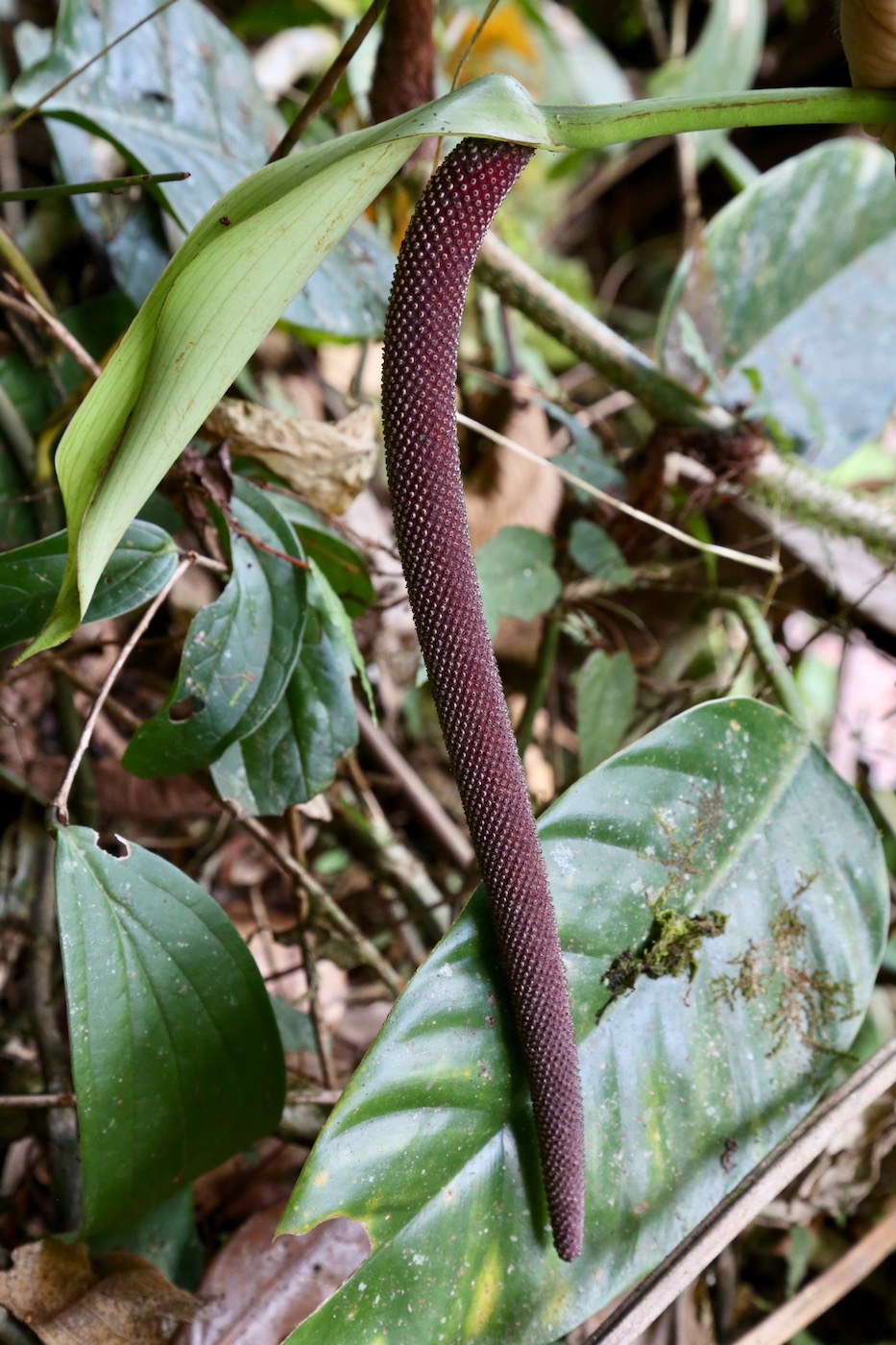 Изображение особи Anthurium camposii.