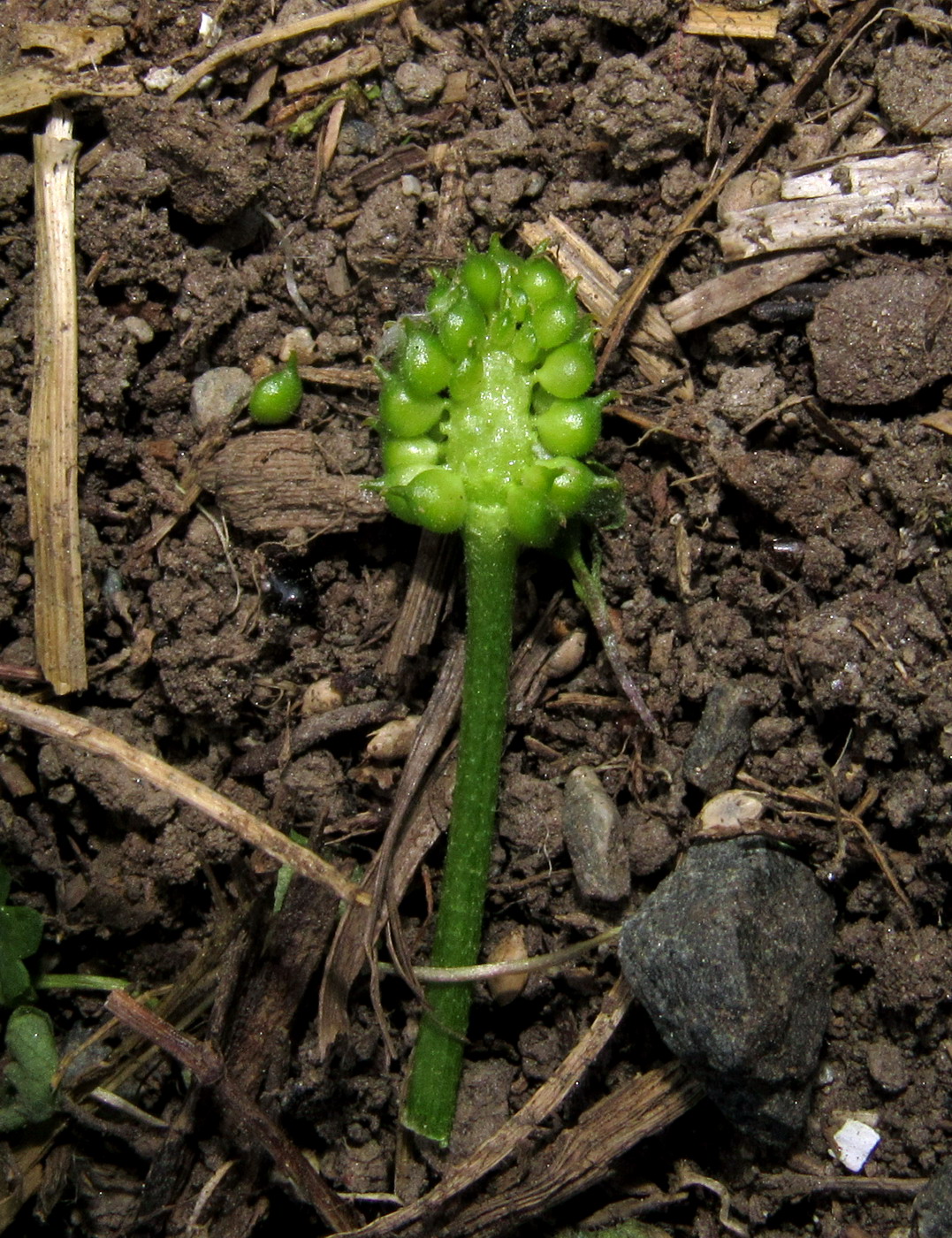Изображение особи Ranunculus manensis.