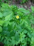 Potentilla norvegica. Верхушка растения с развивающимися бутонами и цветком. Хабаровский край, г. Советская Гавань, парк на берегу залива. 18.07.2019.