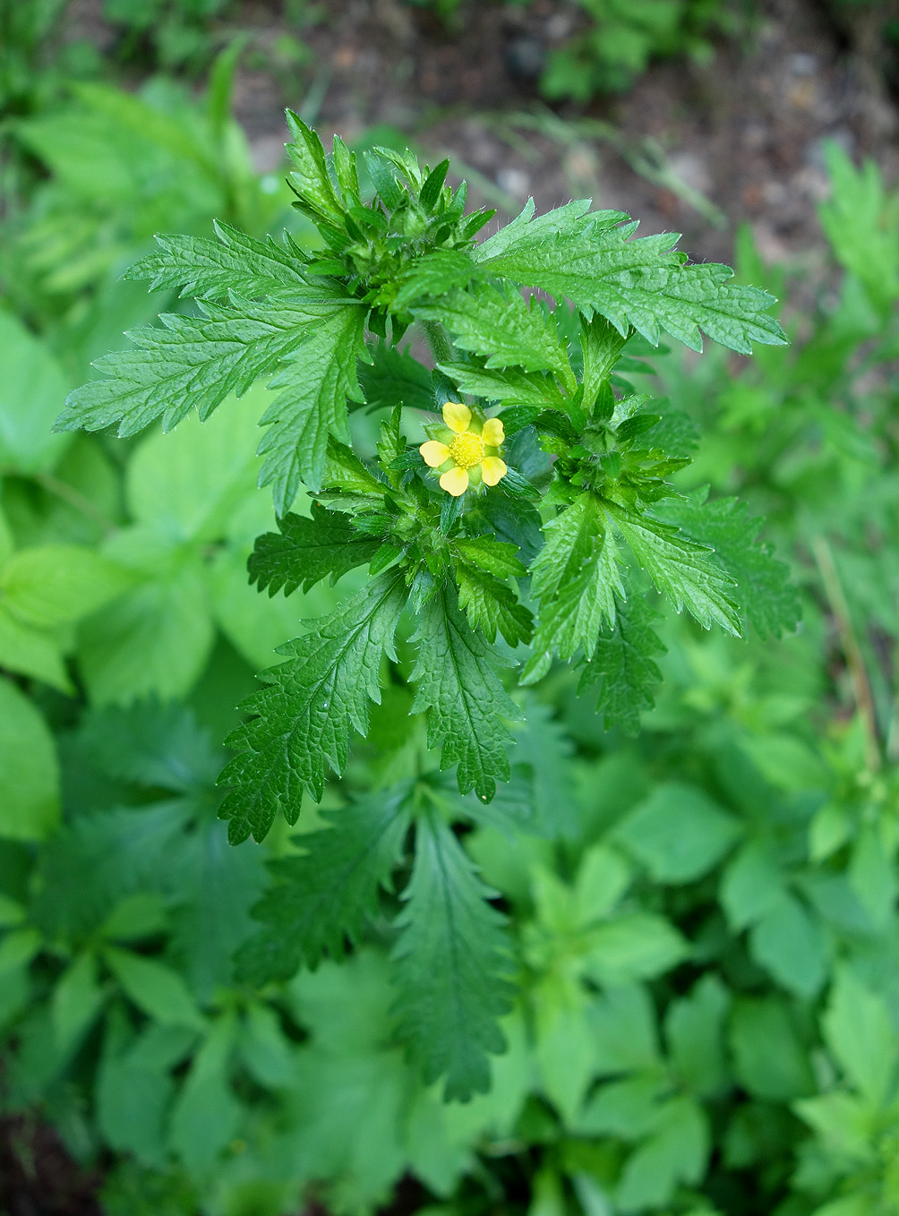 Изображение особи Potentilla norvegica.