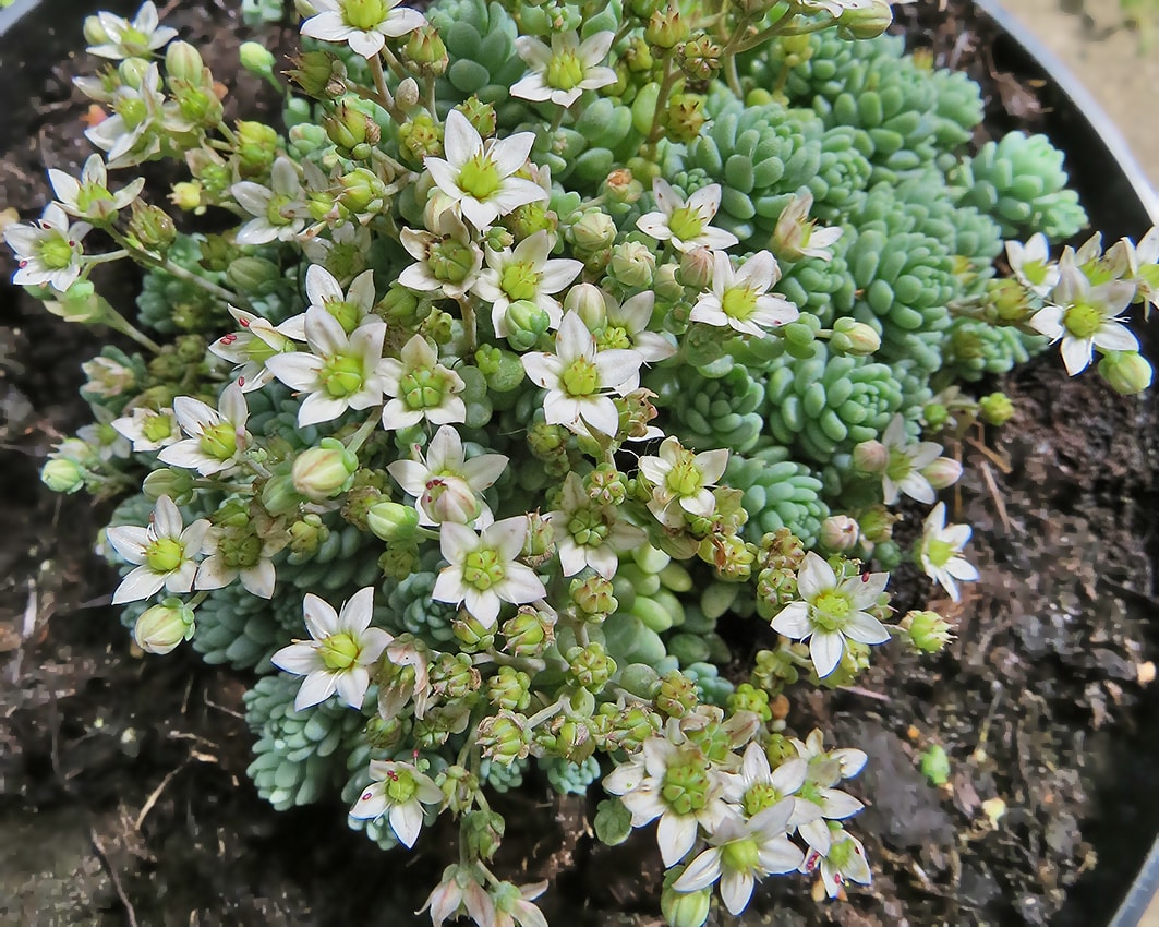 Image of Sedum dasyphyllum specimen.