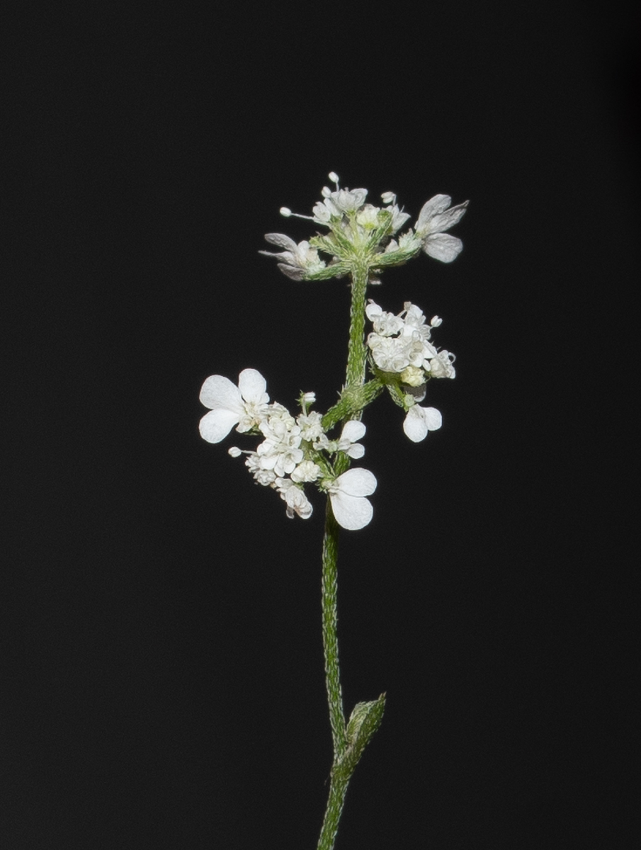 Image of Tordylium carmeli specimen.