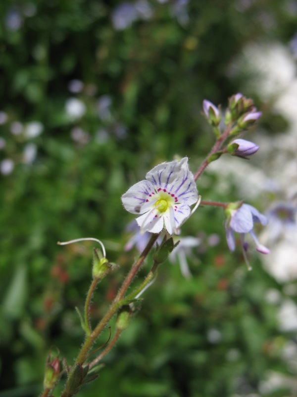 Image of Veronica monticola specimen.