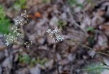 Gypsophila altissima. Верхушка цветущего побега. Пермский край, Кунгурский р-н, окр. с. Филипповка, гора Ледяная, крутой склон, обнажения гипса. 18.07.2020.