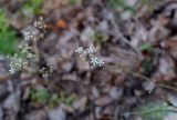 Gypsophila altissima