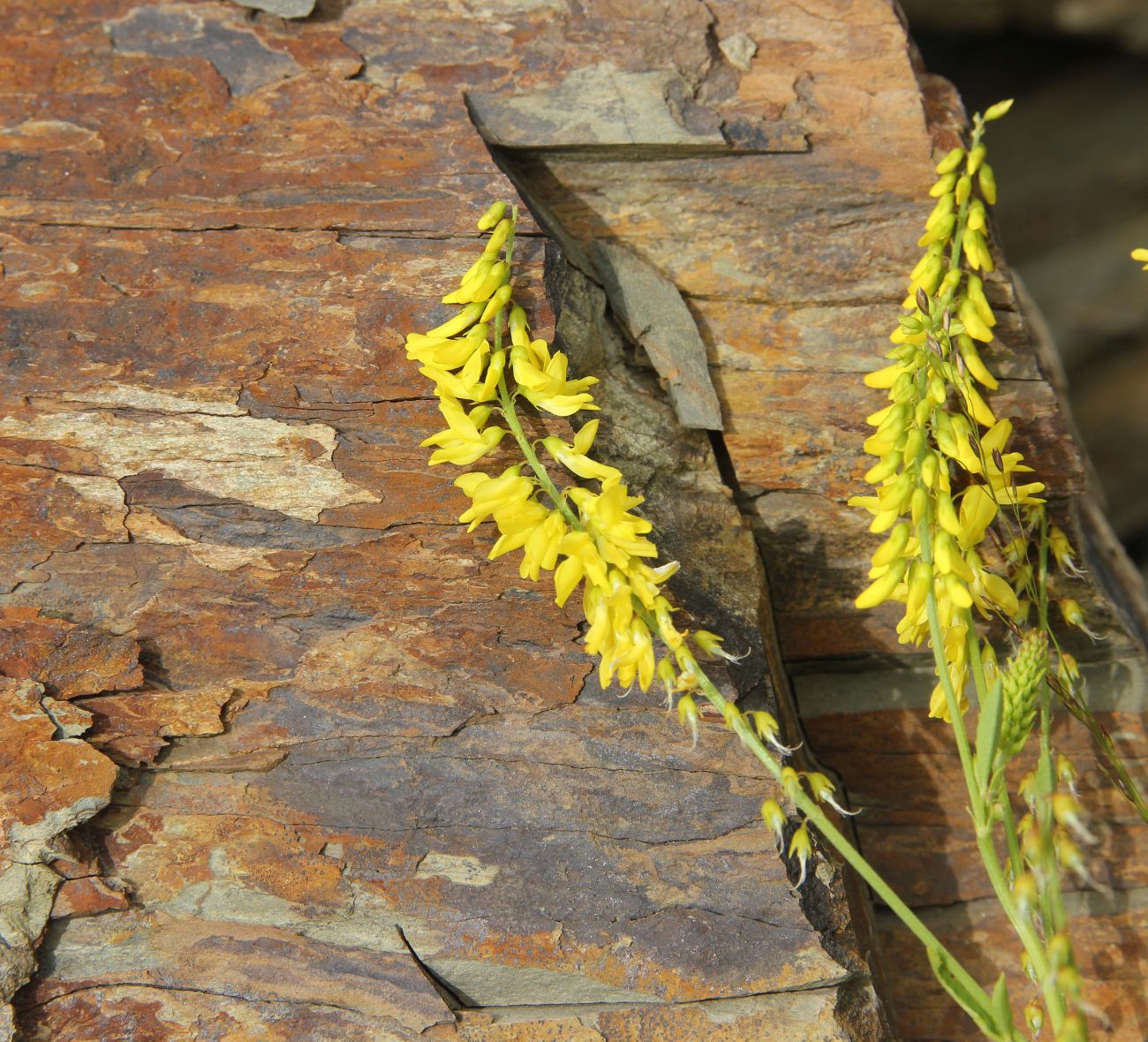 Image of Melilotus officinalis specimen.