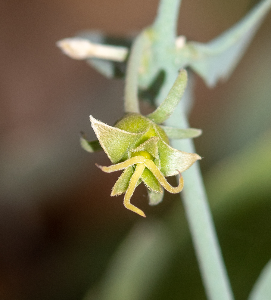 Изображение особи Simmondsia chinensis.