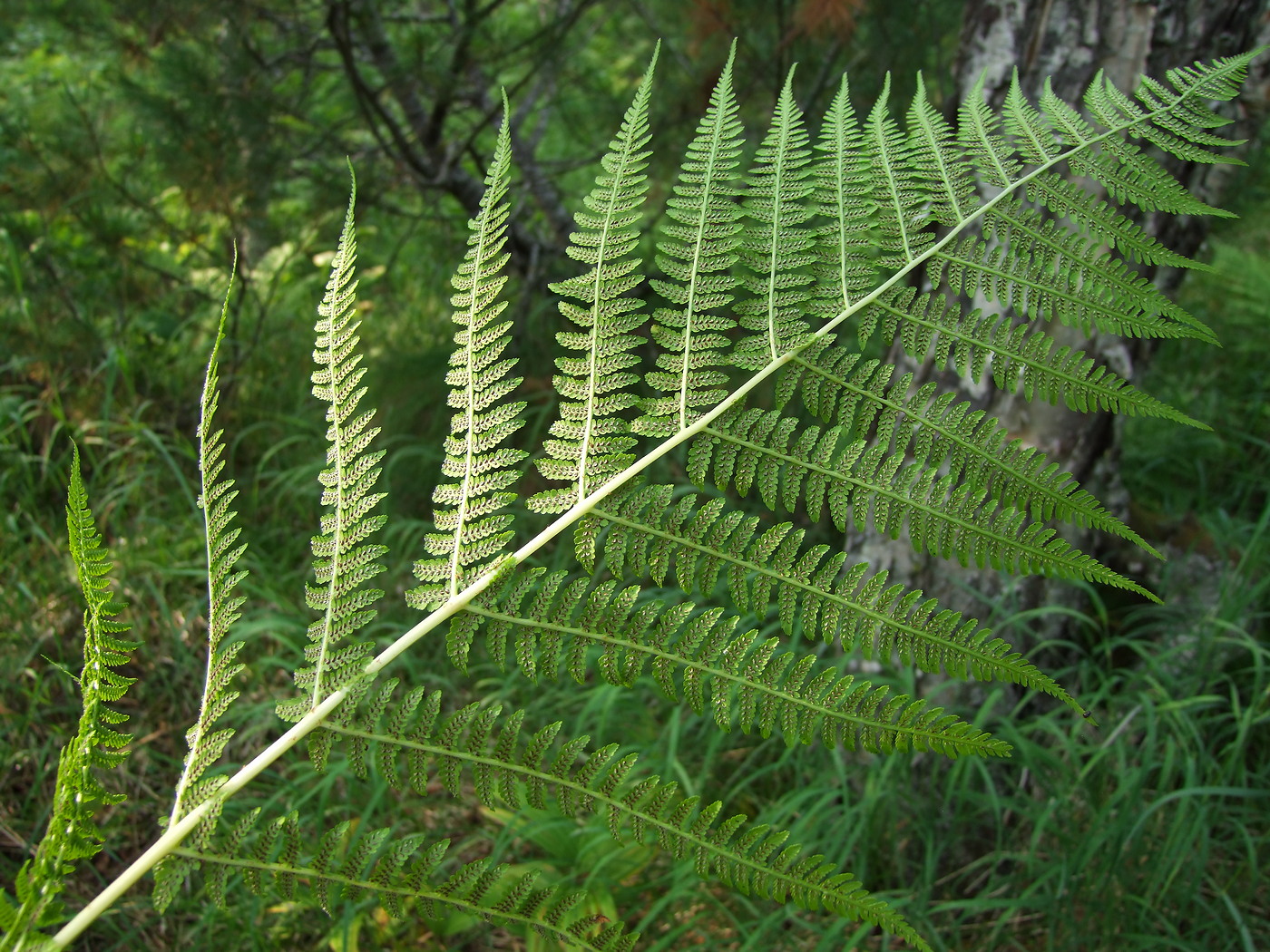 Image of Athyrium filix-femina specimen.