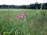 Lathyrus sylvestris