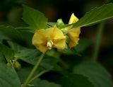 Physalis angulata