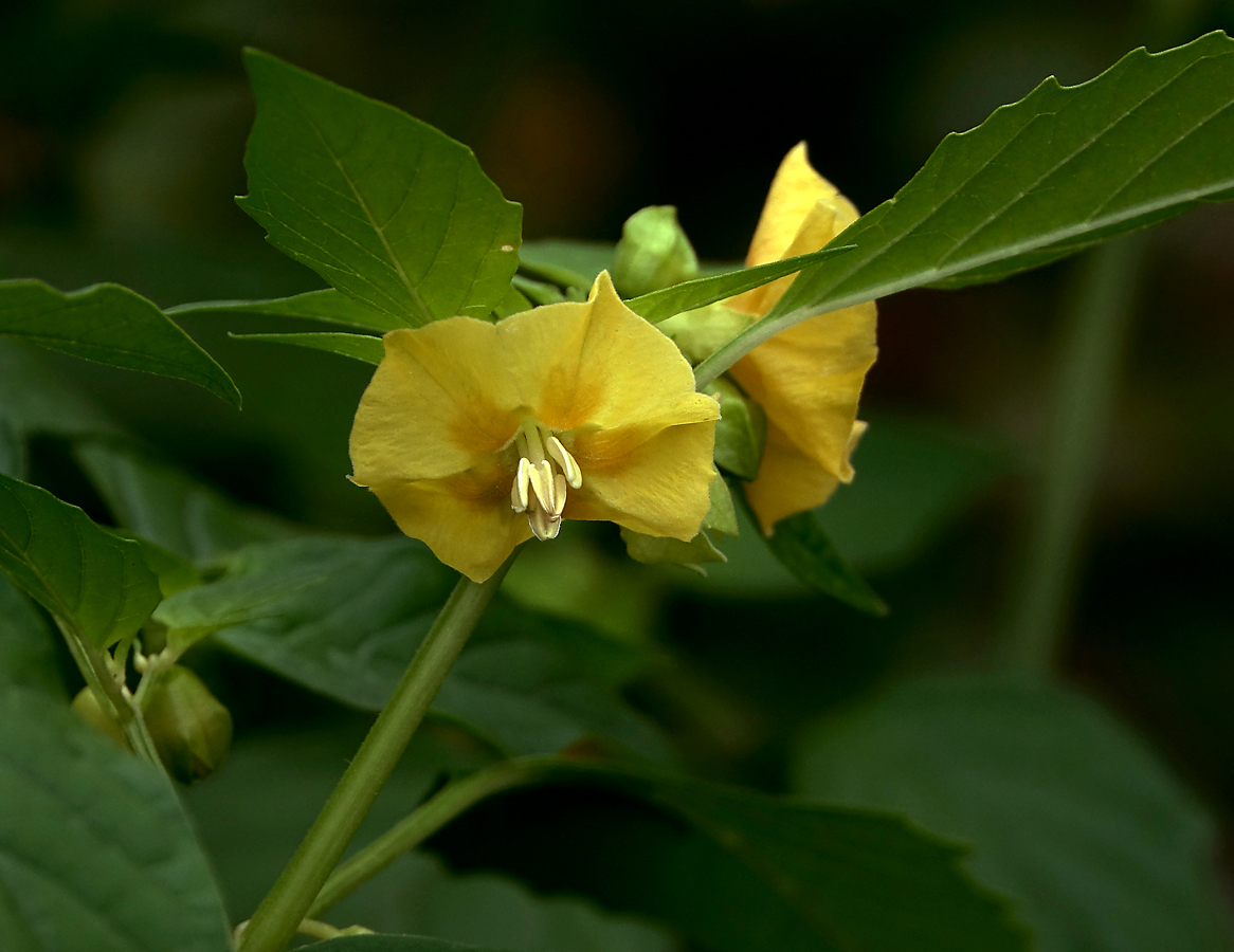 Изображение особи Physalis angulata.