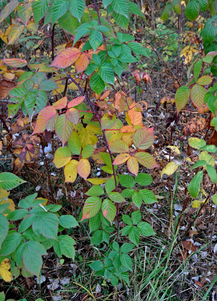 Image of Rubus nessensis specimen.