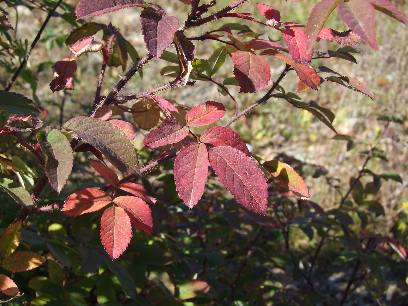 Image of Rosa acicularis specimen.