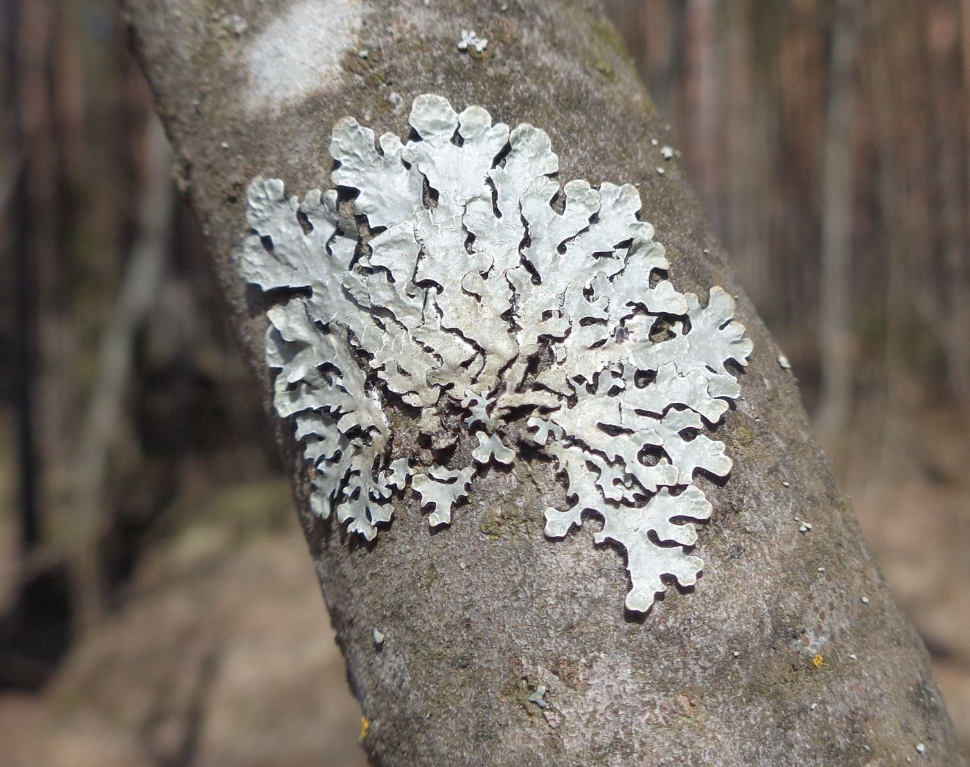 Изображение особи Parmelia sulcata.