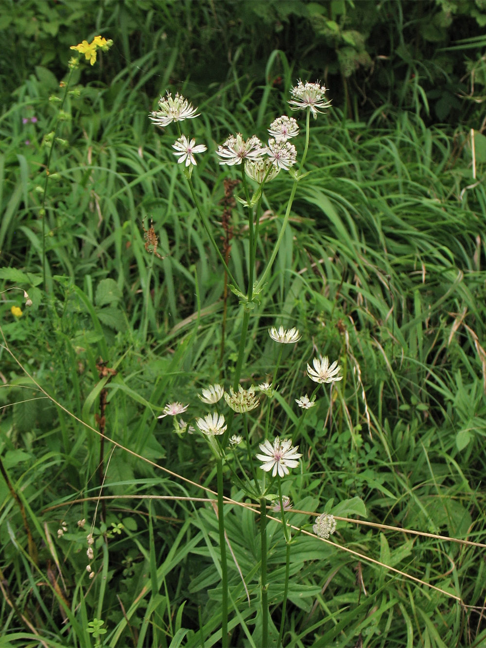 Image of Astrantia major specimen.