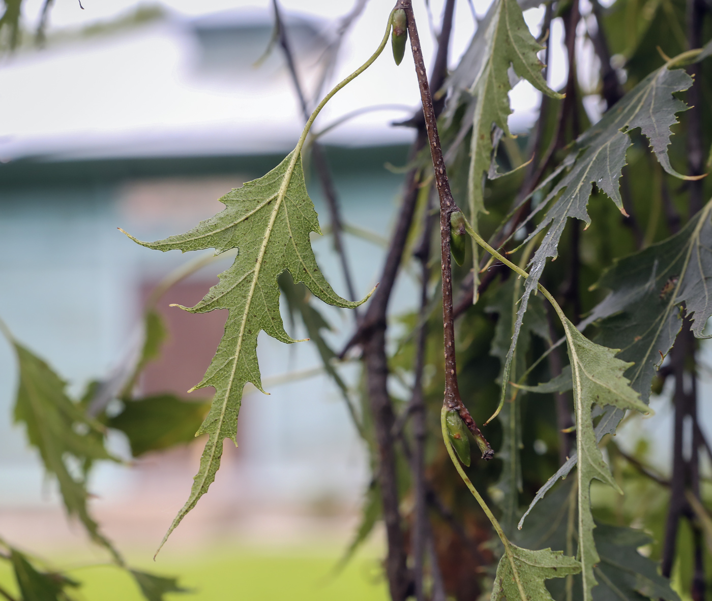 Image of Betula pendula f. dalecarlica specimen.