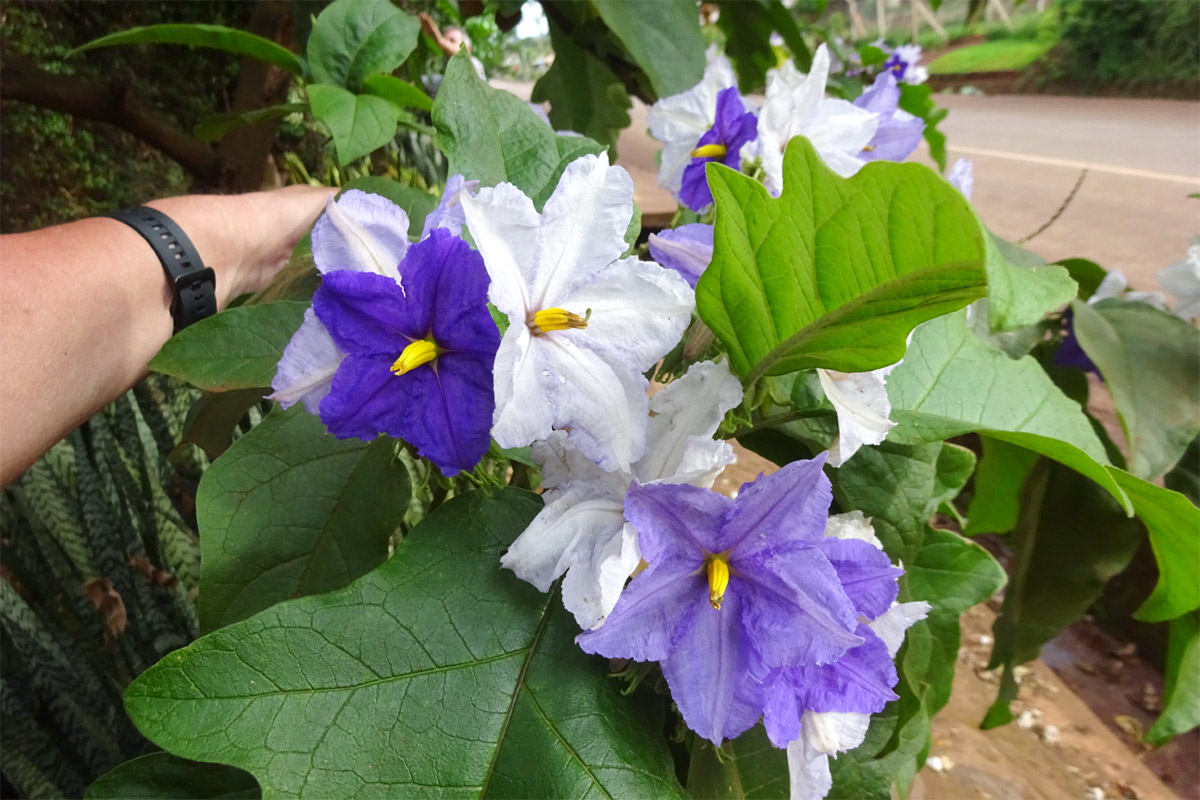 Изображение особи Solanum wrightii.