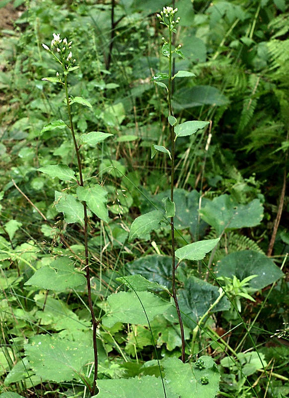 Image of Doellingeria scabra specimen.