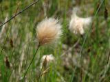 Eriophorum russeolum