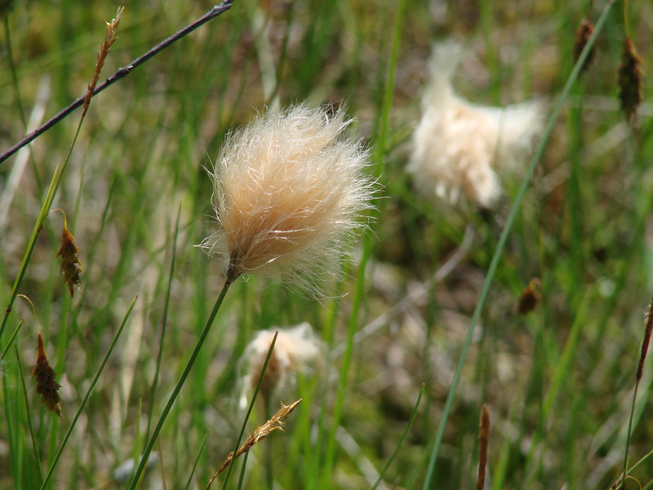 Изображение особи Eriophorum russeolum.