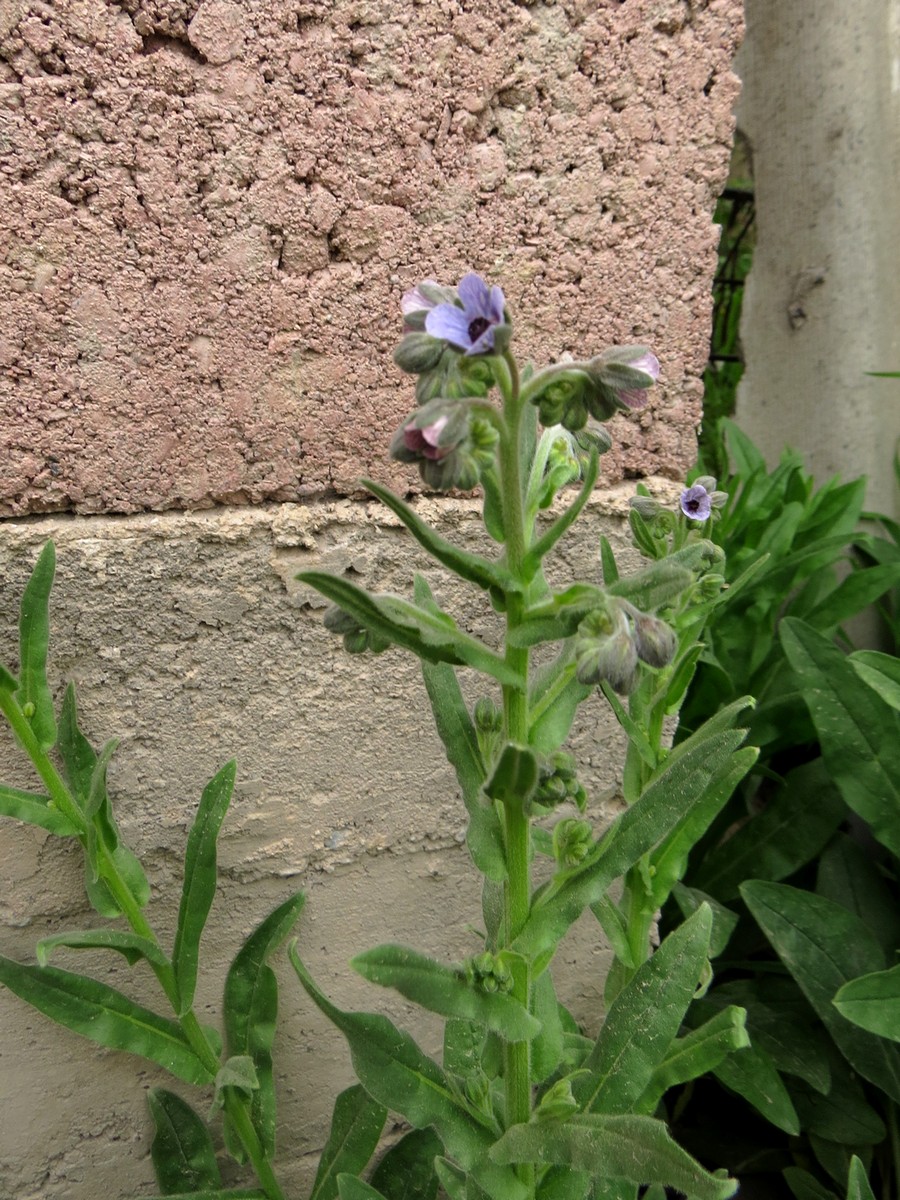 Изображение особи Cynoglossum creticum.