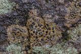 genus Porpidia