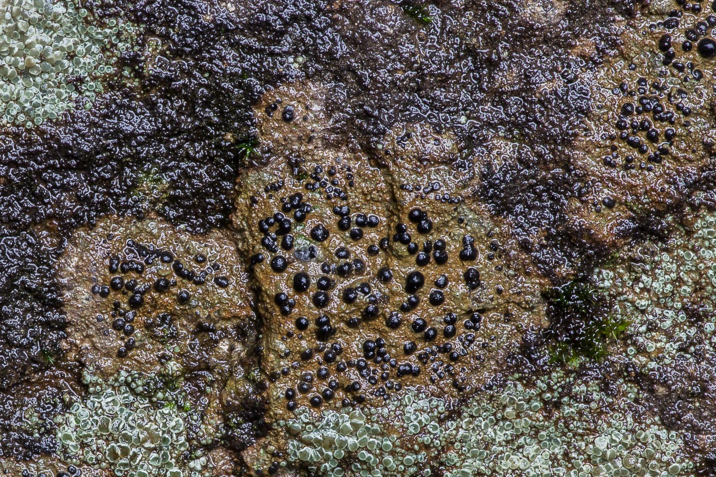 Image of genus Porpidia specimen.