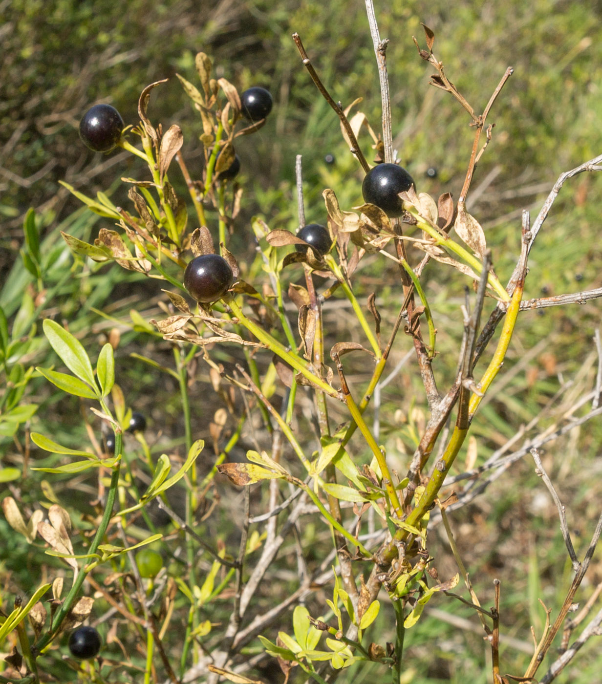 Image of Jasminum fruticans specimen.