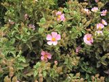 Cistus parviflorus. Верхушки цветущих побегов. Греция, о. Родос, деревня Критиния, маквис. 6 мая 2011 г.