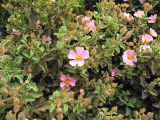 Cistus parviflorus