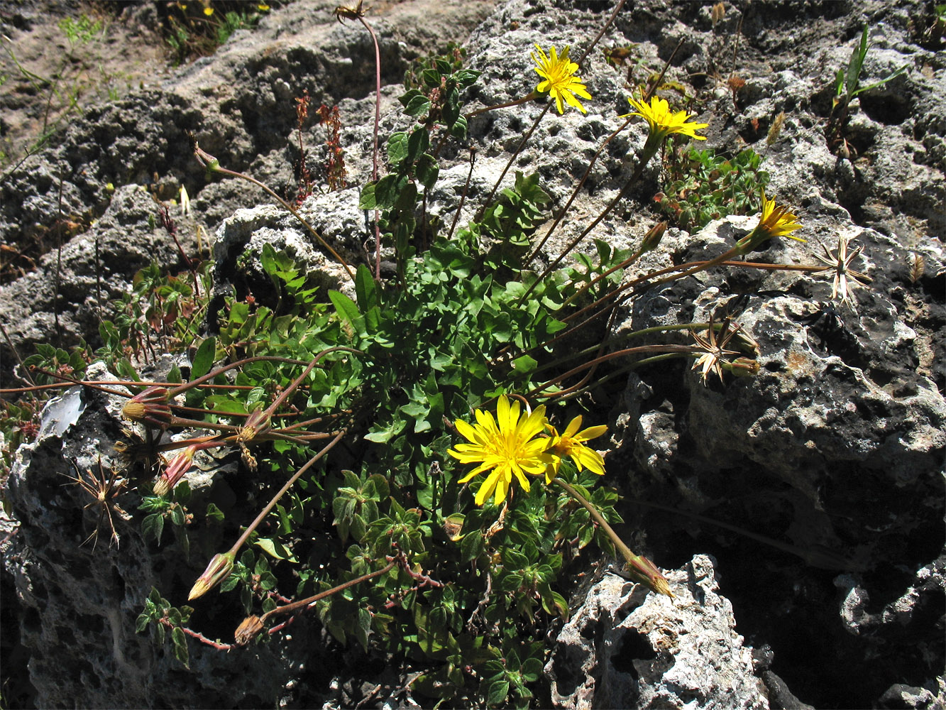 Image of Hyoseris lucida specimen.