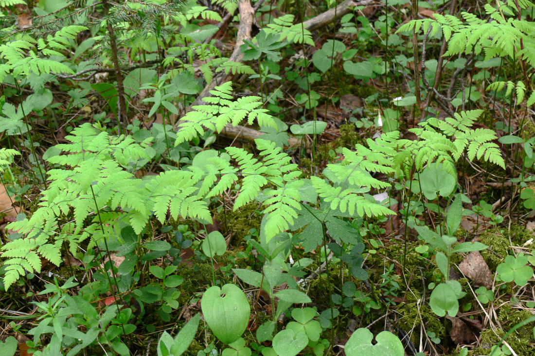 Изображение особи Gymnocarpium dryopteris.