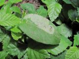 Myosoton aquaticum