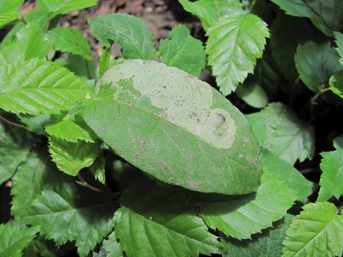 Image of Myosoton aquaticum specimen.