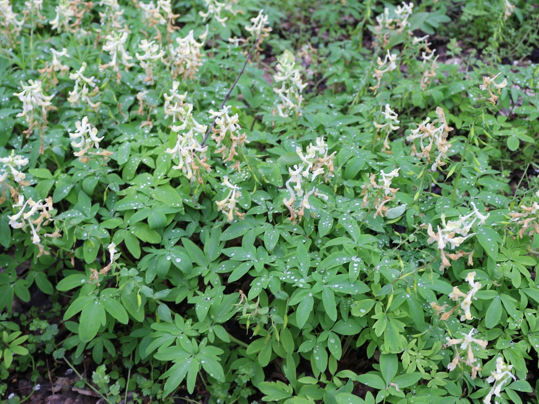 Image of Corydalis marschalliana specimen.