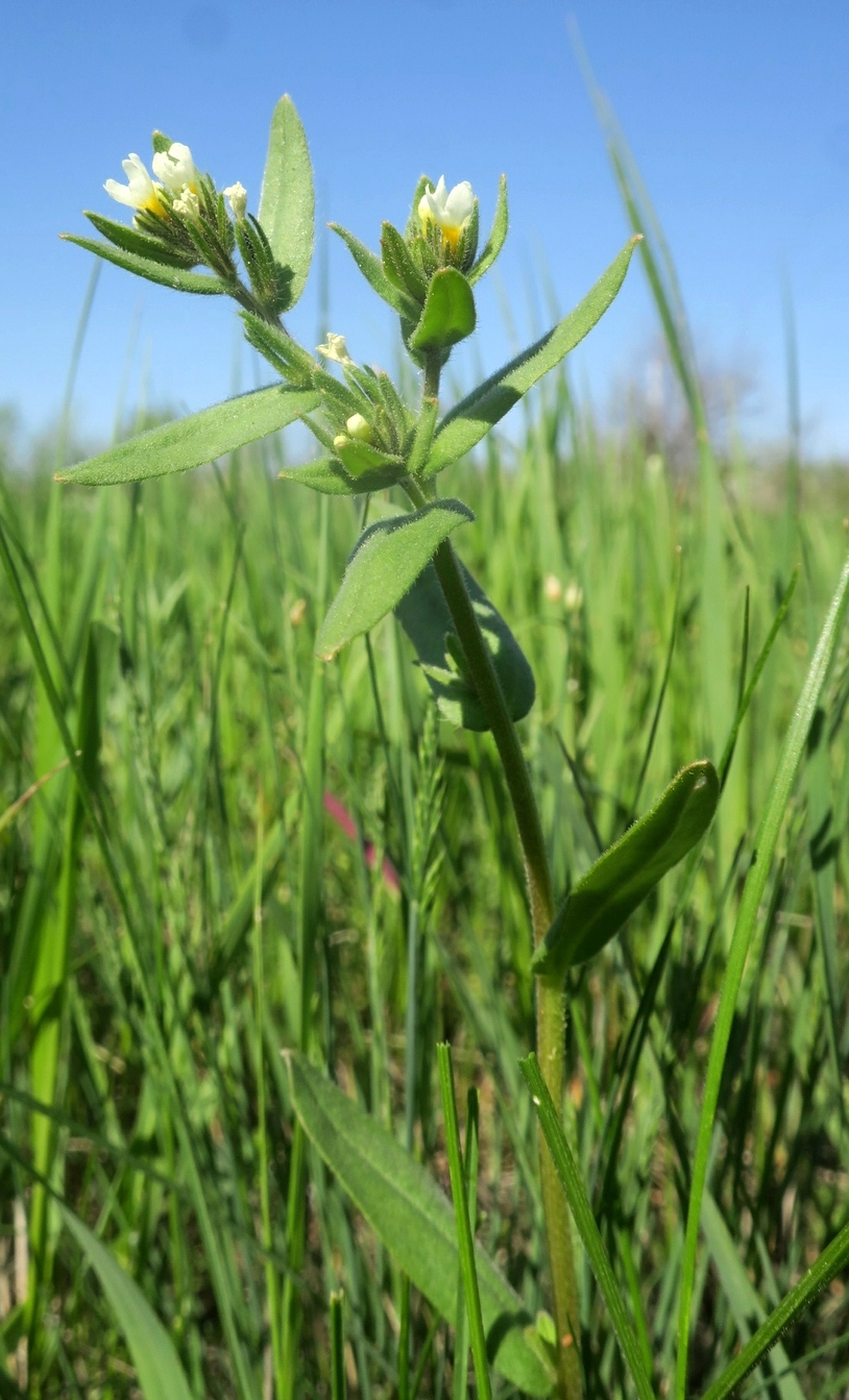 Image of Buglossoides rochelii specimen.