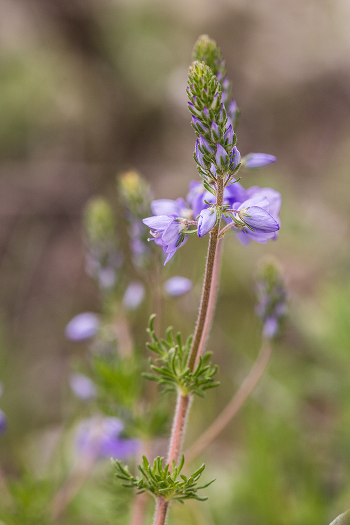 Image of Veronica multifida specimen.