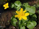 Caltha palustris