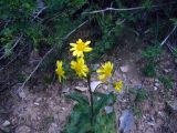 Ligularia karataviensis