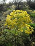 Ferula varia