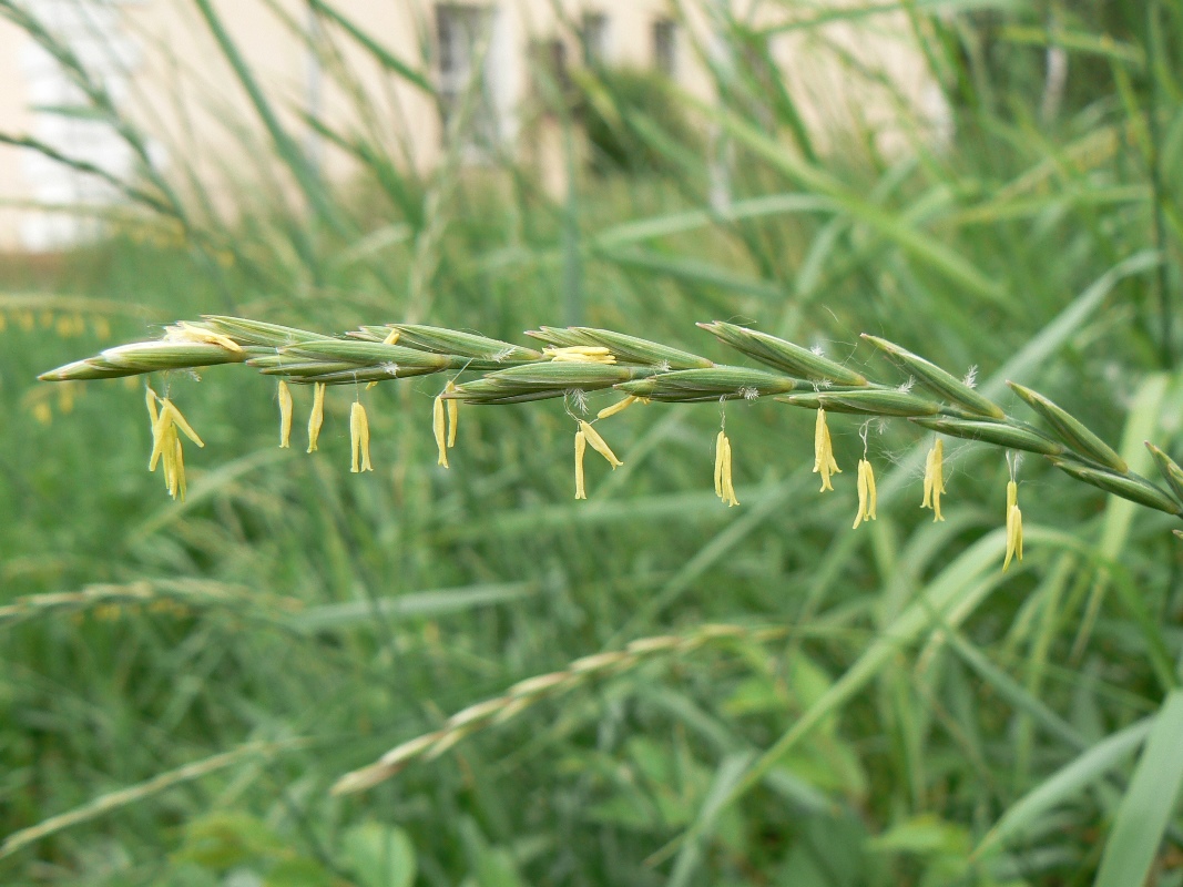 Image of Elytrigia repens specimen.