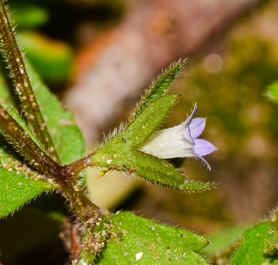 Image of Campanula erinus specimen.